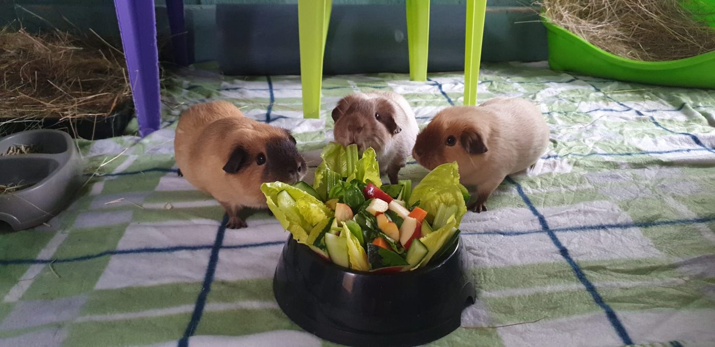 Three guinea pigs gathered round a bowl of fresh salad, lettuce, cucumber, apple and herbs